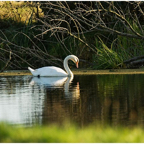 ein Schwan.jpg