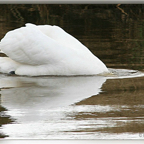 Schwan.jpg
